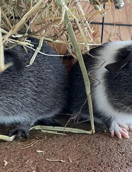 Meerschweinchen abzugeben - Weinbach
