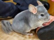 Junges Chinchilla Böckchen Blue Diamond handzahm mit Zubehör - Berlin