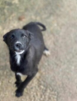 Süßer ARNI sucht liebe Familie - Neuberg