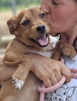 Fiz - neugieriger Junghund - Würzburg