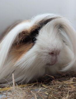 Meerschweinchen Peruaner Kastrat 1 - Wardenburg