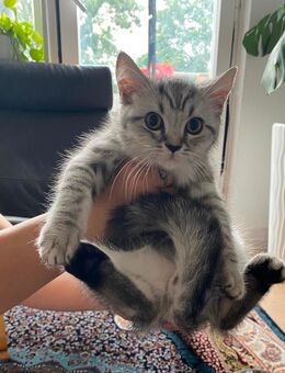 Reinrassiges Britisch Kurzhaar Kater sucht eine Zuhause - Berlin Spandau
