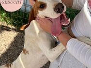 Happyface SNOOPY sucht Zuhause ❤️ - Saarbrücken