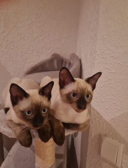 Reinrassige Siamkitten - Schwetzingen