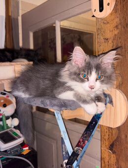 Maine Coon Kitten XXL Gene - Gemünden (Main)