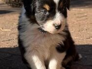 Australian Shepherd Welpen mit Papiere - Stade (Hansestadt)