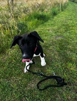 Labrador Mix mädchen - Schwarzenbach (Saale)