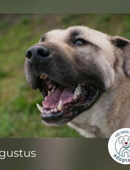 Augustus: Sucht ein Zuhause - Kirchzell