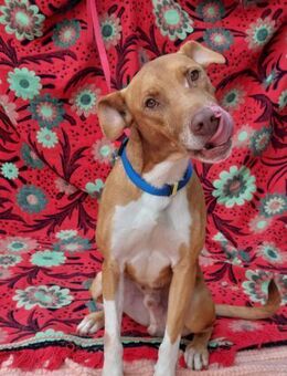 Alfi - Zuhause gesucht 🐾 - Speyer