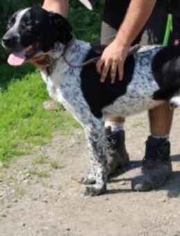 Kio - zutraulich, kinderlieb, aktiv - Lohra