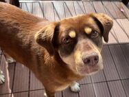 Brownie - Tolle Hündin auf PS in München - Berlin
