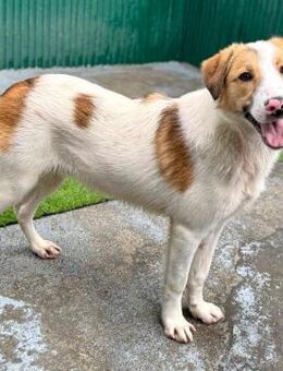 Junghund Nike - verschmust und verspielt - Koblenz