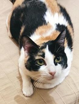 Conchita sucht ein liebevolles Zuhause - Bad Camberg