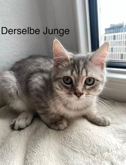 schmusige BKH Kitten suchen ein neues Zuhause - Duisburg