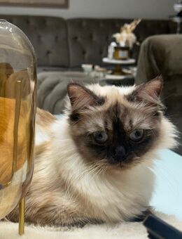 Heilige-Birma-Kitten (privat) – Abgabe ab 12. Woche - Berlin