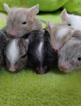 Wunderschöne Degu Kids(m/w) in vielen Farben suchen demnächst ihr First Class Hotel - Hille