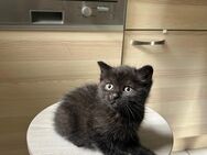 Babykatzen suchen ein neues Zuhause - Birkenfeld (Rheinland-Pfalz)