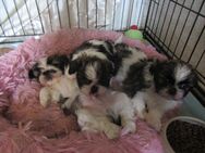 Hunde- Baby`s Shih/Tzu suchen eine neue Kuschelhöhle - Pforzheim