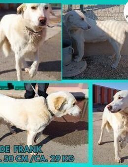 Frank Labrador Mischling Rüde ruhig lieb - Margetshöchheim