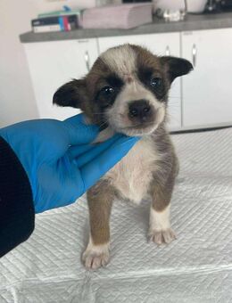 Süßer Welpe B674 sucht seine Familie - Neuberg