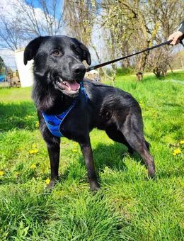 Pluton sanfter Riese sucht sein Glück - Obertshausen