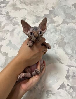 sphynx kitten - Kupferzell