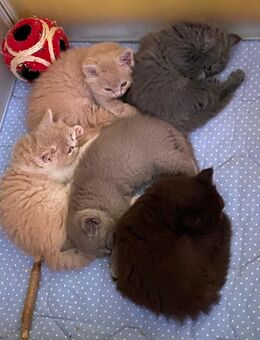 3 BLH Babys und 1 BKH Baby mit Stammbaum suchen ihr neues Lieblingszuhause - Wagenfeld