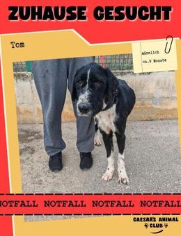 Notfall Tom sucht Zuhause oder PS - Saarbrücken