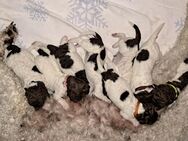 Lagotto Romagnolo Welpen - Neusäß