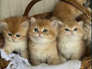 BKH Kitten / Kätzchen mit Stammbaum. - Dortmund Alt-Scharnhorst