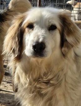 HSH Mix WILLIE will ENDLICH ein Zuhause - Neuberg