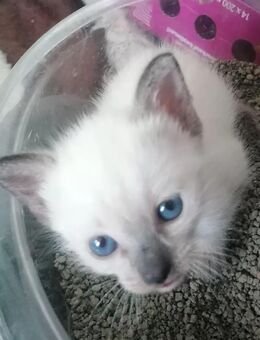 Reinrassige Siam Kitten Von Stammbaum Rasse Siam Baby blau Augen - München Milbertshofen-Am Hart