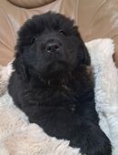 Neufundländer letzter Welpe Weibchen in 06567