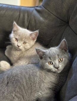Zuckersüße Babykatzen suchen liebevolles Zuhause - Braunschweig