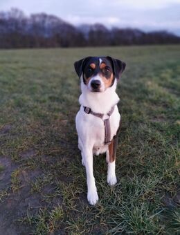 Jack-Russel-Mix abzugeben - Hagen (Stadt der FernUniversität)