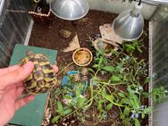 Nachzuchten griechischer Landschildkröten aus liebevoller Hobbyzucht zu verkaufen! - Oberhausen