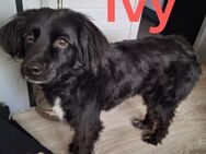 Ivy sucht ein neues Zuhause - Rinteln