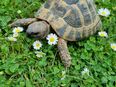 Männliche Landschildkröte in 54668