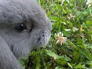 Zwerg Widder blau vom 9. Mai abzugeben m/w/d Kaninchen Babies vom 9. Mai 2024 Ungeimpft. - Reilingen