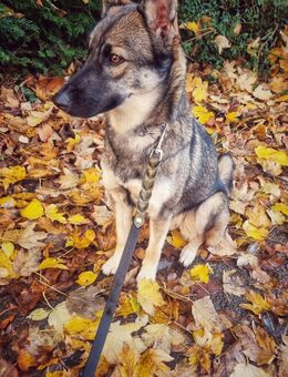 Border Collie Husky Mix - Elsdorf (Nordrhein-Westfalen)