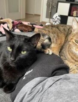 Zwei gemütliche Kater im besten Alter - Geisenheim