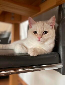 Reinrassige Britische Kurzhaarige Kitten zu verkaufen - Schwabach