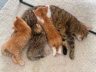 Kitten ~ 6 Wochen alt - Lohmar