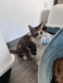 Jolina 🐾 die Plaudertasche - Kirchheim (München)