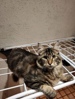 Maine Coon/Norwegische Waldkatze Mix Kitten - Bad Liebenwerda