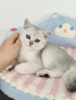 Bkh Kätzchen, Kitten mit Stammbaum - Büren