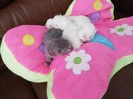 Wunderschöne Perser Kitten - Kyritz