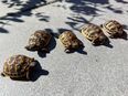 Griechische Landschildkröten Nachzucht 2022 in 59494