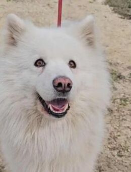 Samojedenrüde Tobi - Kierspe