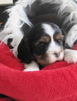 Cavalier King Charles Spaniel Welpen aus Vereinszucht mit Ahnentafel - Taunusstein